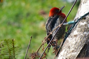 Red-breasted sapsucker... probably