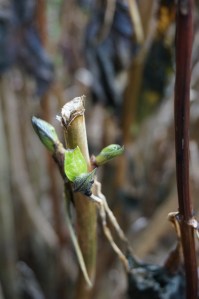 Leaf buds on a hydrangea... in December!