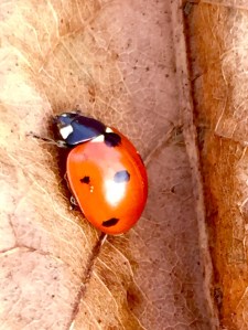 Cold ladybug