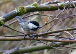 I love this cheerful little black-capped chickadee.