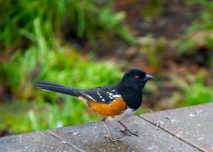 Spotted towhee