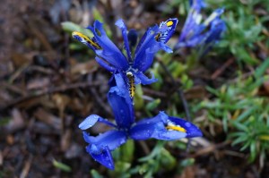 Slug-eaten iris. Last straw! 