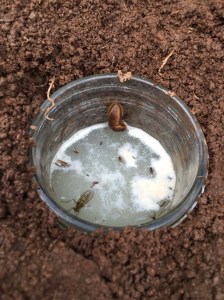 The yeast and honey mixture works like a charm.