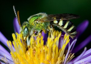 Halictid Bee - Agapostemon splendens, from CirrusImage.com