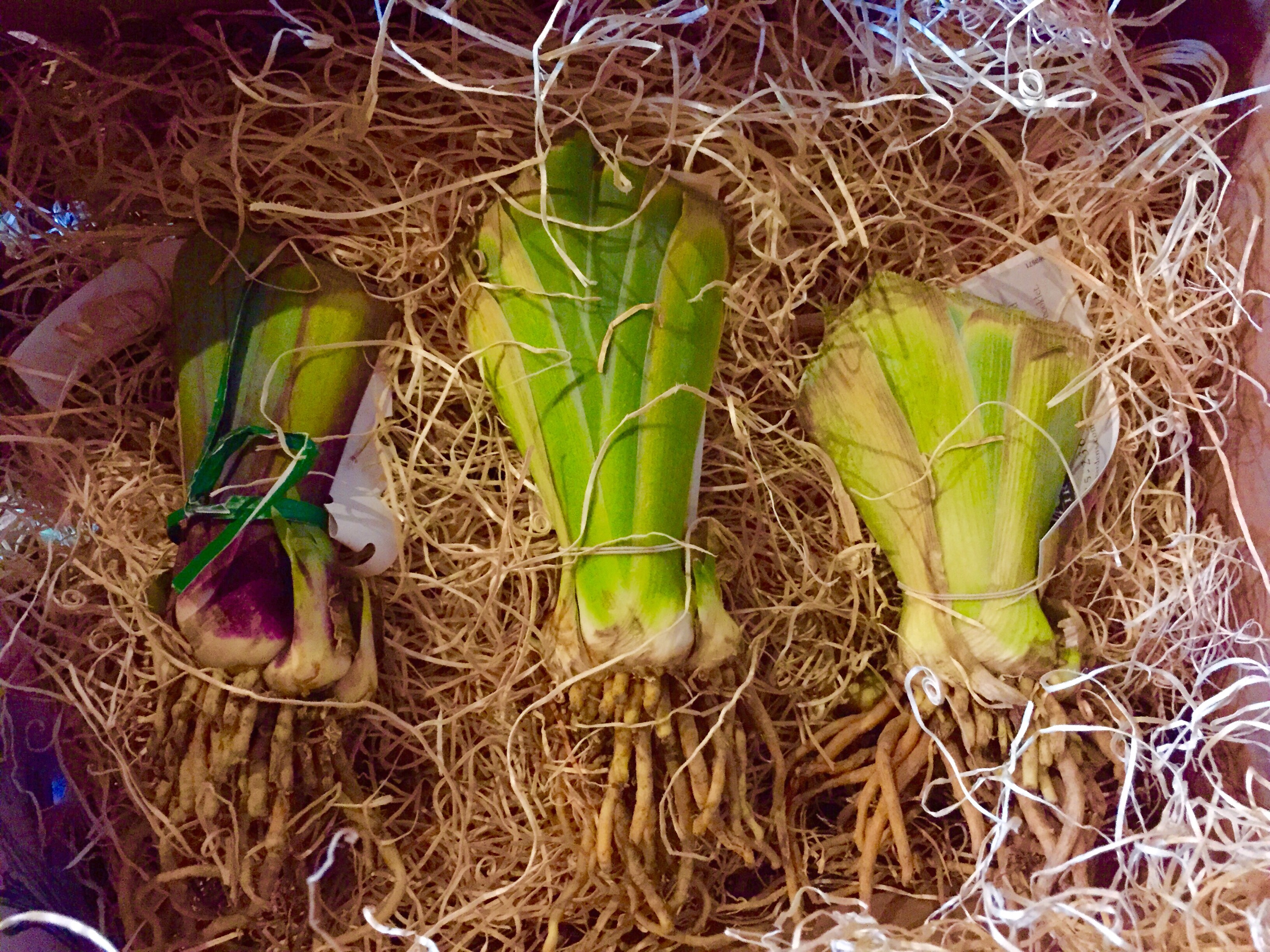 Newly arrived iris rhizomes