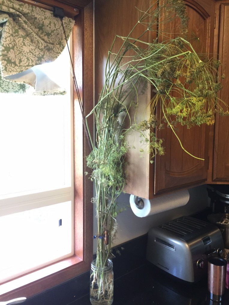 A whole dill plant staying fresh in a jar of water.